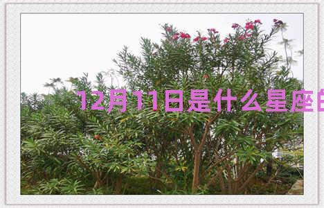 12月11日是什么星座的